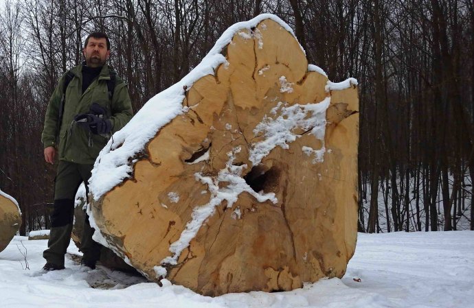 Dôkaz, že v pralesoch stále ťažia: Viliam Bartuš z Vlka s vyrúbaným stromom v lokalite Rožok. Foto – VLK