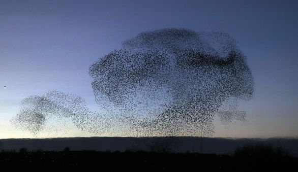 Kŕdeľ škorcov vytvára na oblohe obrazce. Foto - TASR/AP