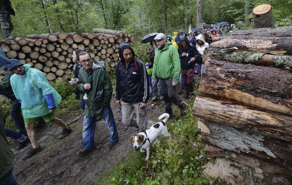 Bielovežský prales. Foto – TASR/AP