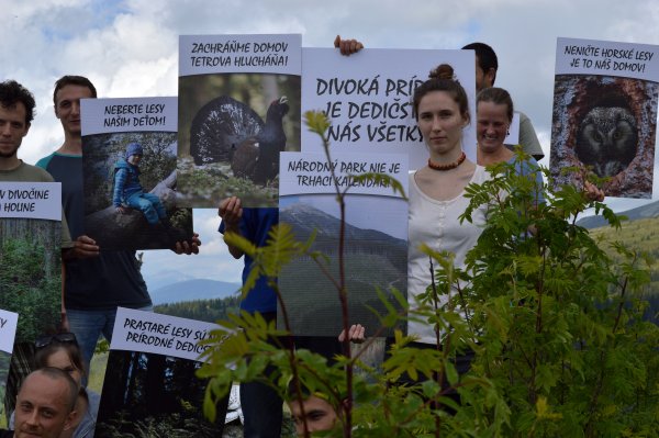 Vzácneho hlucháňa sme takmer vyhubili, lesníci ťažia drevo v&nbsp;jeho lokalite