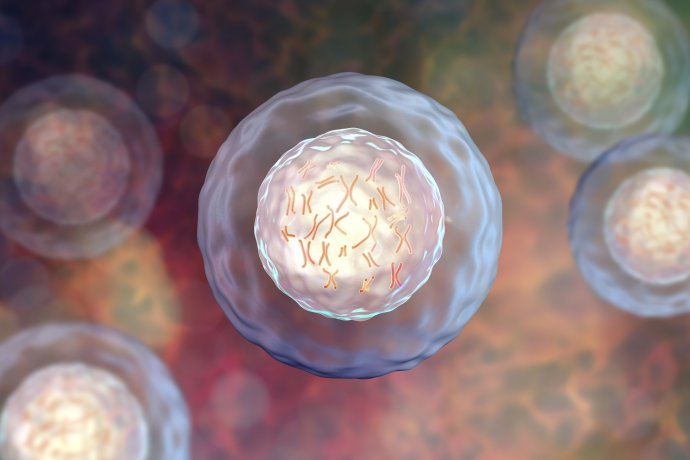 Ľudské bunky s chromozómami. 3D ilustrácia. Foto - Fotolia