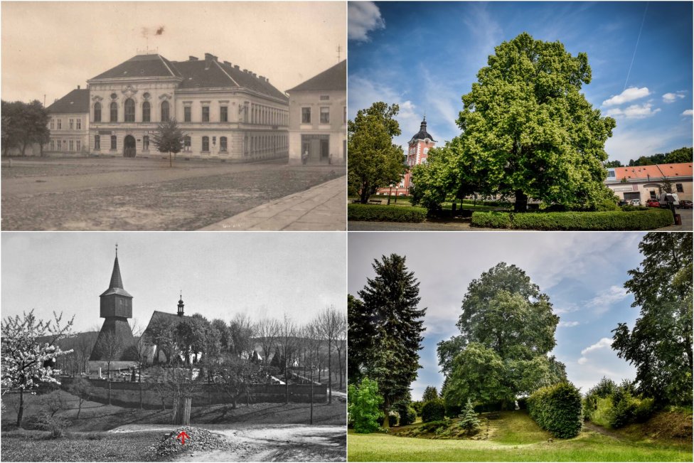 Záber na lipu v Kamenici v roku 1924 a v roku 2018 (hore) a v obci Rtyne v roku 1919 a 2018. Foto – Marek Olbrzymek/Stromy slobody