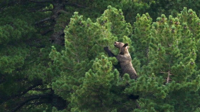 Vrcholce límb v Kôprovej doline lámu medvede, keď oberajú limbové semiačka zo šišiek. Foto – Arolla Film