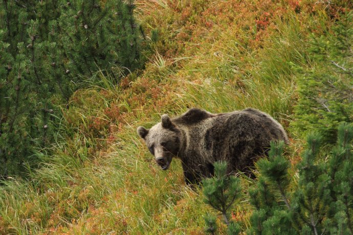 Medveď v kosodrevine v Tatrách. Foto – Arolla Film