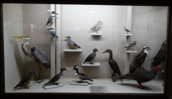 Časť prírodovednej expozície Šarišského múzea v Bardejove. Foto – archív Martina Hromadu