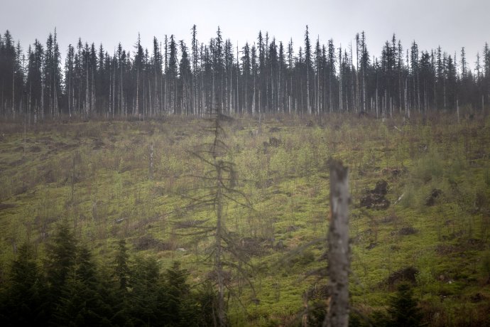 Žerucha, kopec v Tatrách, ktorý zostal takmer bez stromov – po napadnutí lykožrútom ho lesníci postupne vyrúbali. Foto N - Tomáš Benedikovič