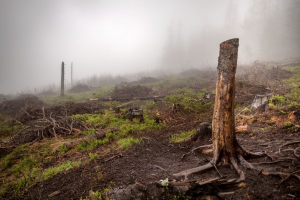 Pľúca Slovenska budú menej výkonné, hovorí vláda o&nbsp;lesoch v&nbsp;uniknutom dokumente pred samitom