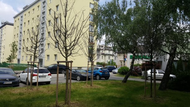 Zhluk vyschnutých stromov na Plzenskej ulic na Tehelnom poli.