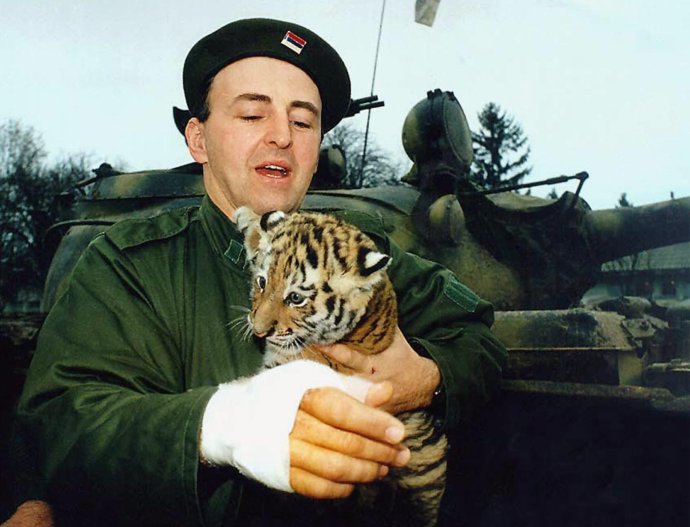 Na archívnej snímke z roku 1991 Željko Raznatović drží tigrie mláďa, symbol svojej jednotky, v chorvátskej dedine Erdut pred tankom, ktoré jeho jednotka ukoristila chorvátskej armáde. Počas bojov Arkan utrpel zranenie pravej ruky. Foto – archív TASR/AP