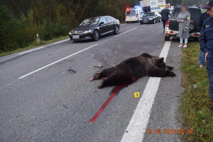 Mŕtvy medveď po zrážke s autom pod Donovalmi. Foto - FB polície