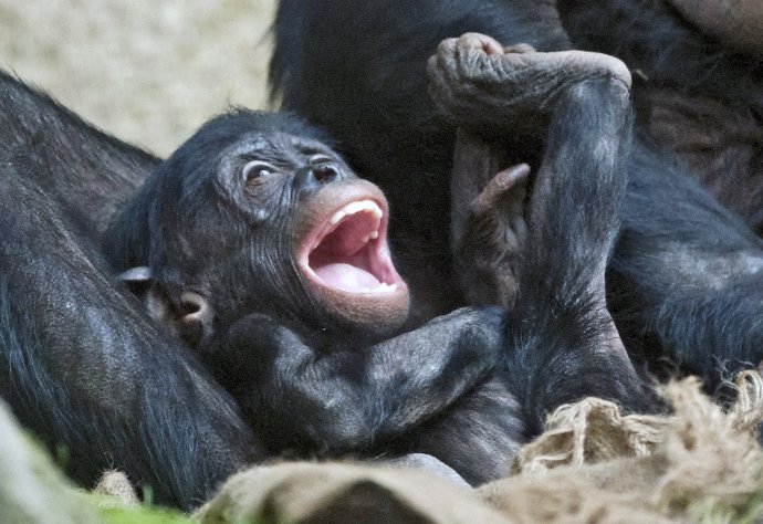 Mláďa bonoba. Foto - TASR/AP