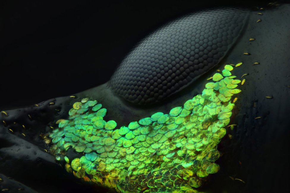 Víťazná fotografia zobrazuje oko chrobáka Metapocyrtus subquadrulifer. Zdroj - Nikon, Yousef Al Habshi