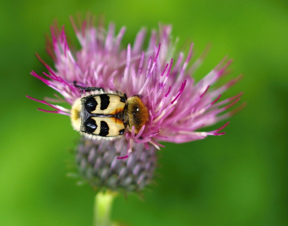 Peľom sa živí aj mnoho chrobákov (Coleoptera). Druhom, ktorý môžeme nájsť na kvetoch okrajov lesov, je chlpáčik škvrnitý (Trichius fasciatus). Jeho larvy sa vyvíjajú v starom dreve listnatých stromov. Dospelé jedince pripomínajú sfarbením nebezpečné (žihadlom a jedom disponujúce) blanokrídlovce. Foto - archív Peter Manko