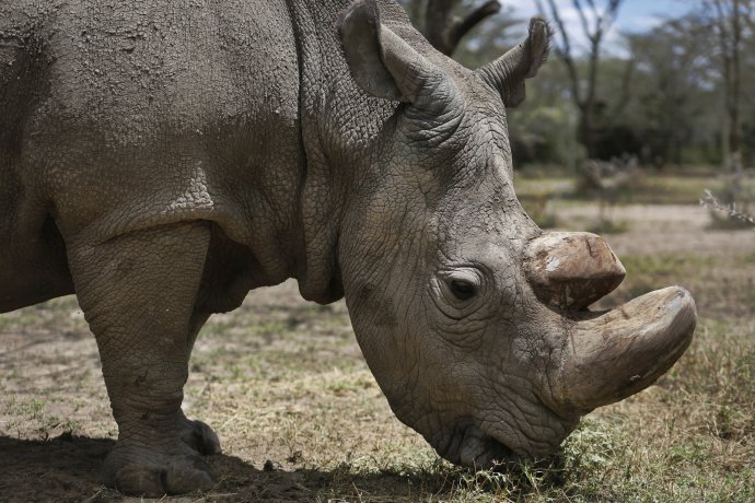 Vo voľnej prírode žije iba 20-tisíc nosorožcov tuponosých. Foto – TASR/AP