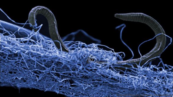 Hlísta (Poikilolaimus sp.) na biovrstve mikroorganizmov, žije 1,4 kilometra pod povrchom. Foto - deepcarbon.net