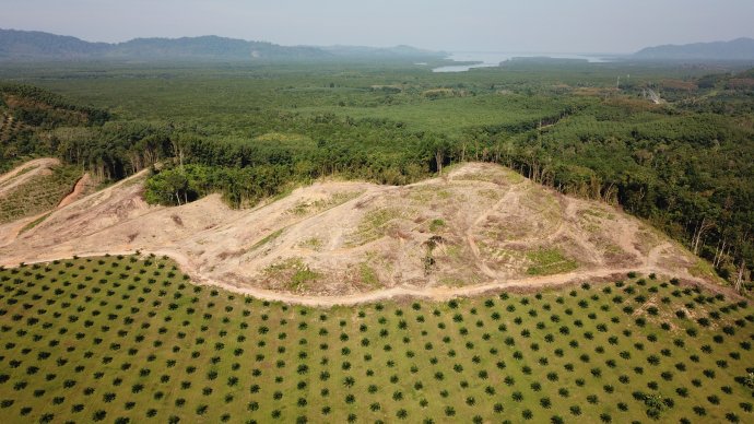 Odlesňovanie kvôli palme olejovej v Ázii. Foto - Fotolia