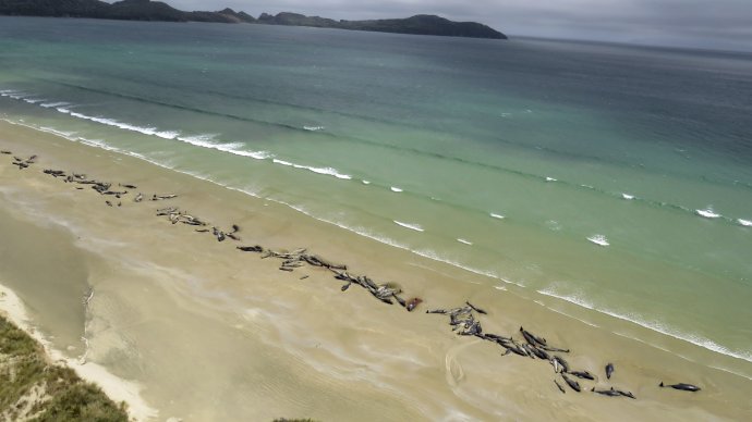 Pokus o záchranu veľrýb sa nepodaril. Foto - AP