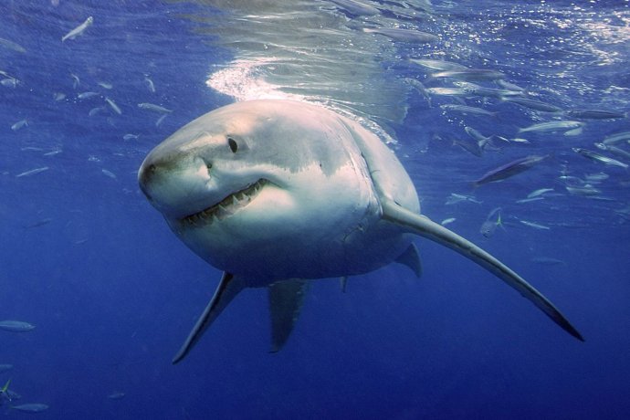 Žralok biely. Foto - TASR