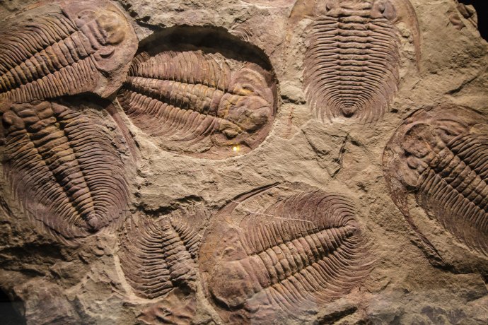 Fosília trilobita. Foto - Fotolia