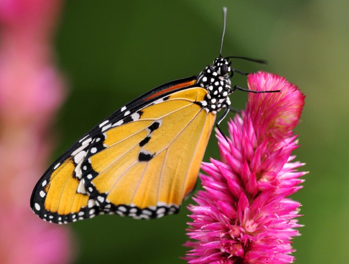 Vo svete klesá aj počet motýľov. Na fotke tropický motýľ. Ilustračné foto - TASR