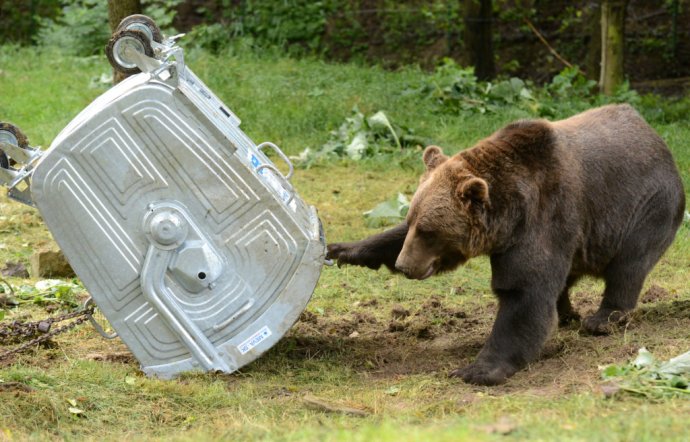 Ako vplýva konzumácia odpadkov na správanie medveďov? Foto – TASR