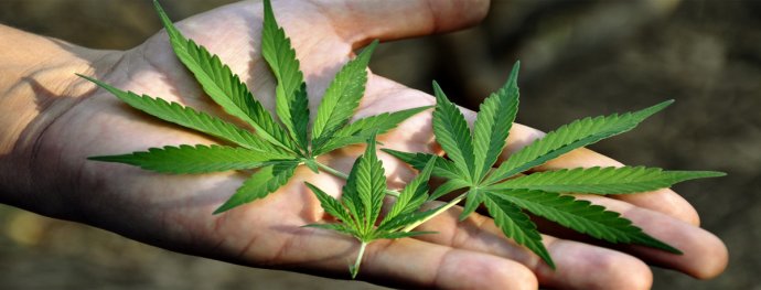 Listy konopy siatej (cannabis sativa)