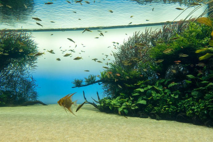 Prírodné akvárium v Lisabone má dĺžku 40 metrov. Foto - Flickr.com/Kent Wang