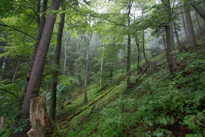 Pôvodná fotka slovenského pralesa, ktorá sa dostala na titulnú stránku Nature. Foto – Ondrej Kameniar