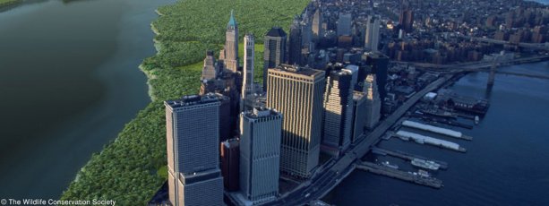 Manhattan (c) The Wildlife Coservation Society