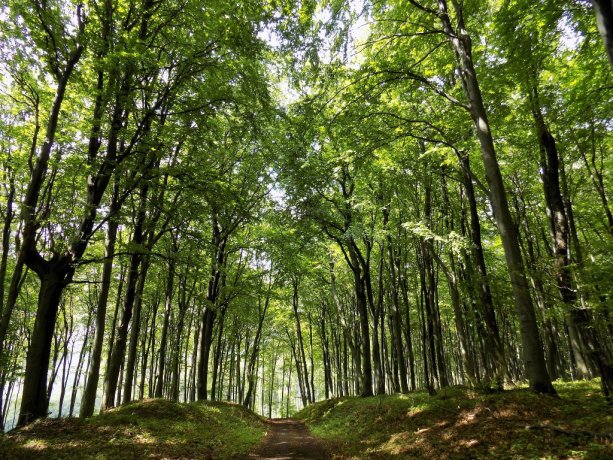 Cestou k národnej prírodnej rezervácii Kyjovský prales