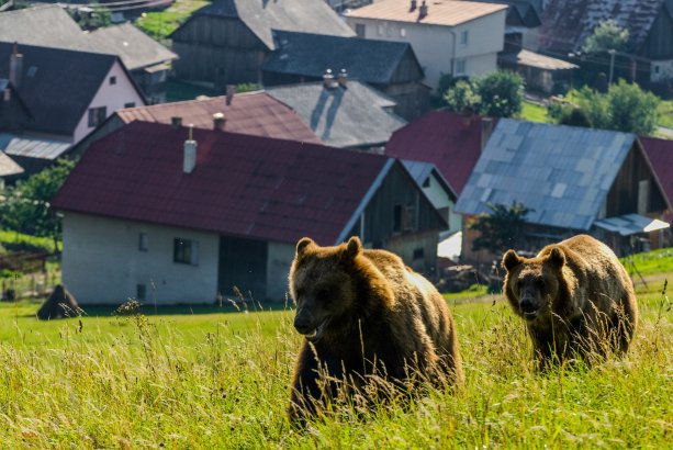 Medvede nad dedinou Malatiná. Foto: Tomáš Hulík
