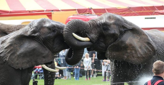 Dáni chcú zakázať drezúru zvierat v cirkusoch. Foto – Facebook/Cirkus Arena