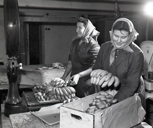 Pracovníčky dozrievacieho skladu banánov v Zohore Štefánia Mikušová a Emília Zajíčková pri vážení a balení dozretých banánov na expedovanie na vianočný trh | Foto - Archív TASR, autor K. Cích, 5. decembra 1959