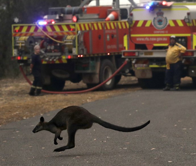 Kengury vedia utiecť pred požiarom, oveľa zraniteľnejšie sú koaly. Foto - TASR/AP