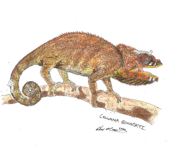 Umelecké stvárnenie vyhynutého druhu chameleóna Calumma benovskyi, ktorý je pomenovaný po cestovateľovi a dobrodruhovi Móricovi Beňovskom. Autor – Connor Ross