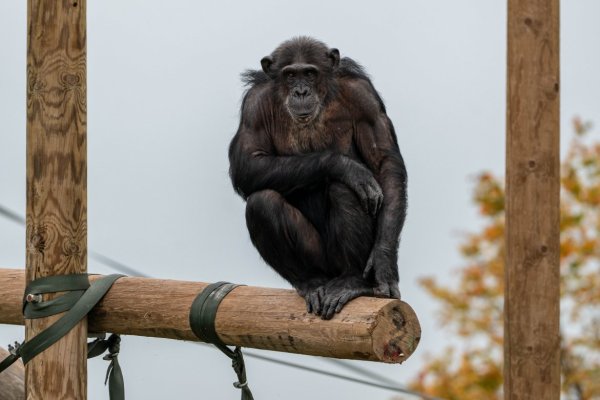 Človek je jediný druh, čo dokáže naplánovať vraždu tyrana, vraví antropológ z&nbsp;Harvardu