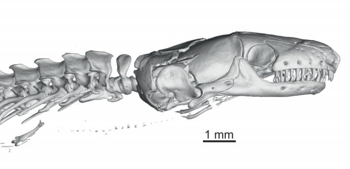 Dnešný zástupca z Ázie, Dibamus novaeguinae. Lebka a časť chrbtice z CT. Zdroj – Andrej Čerňanský