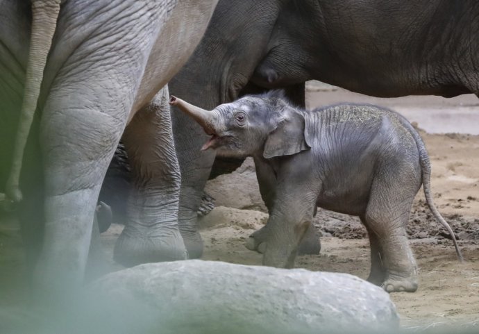Od roku 2012 si pripomíname medzinárodný deň slonov. Pripadá na 12. augusta. Foto - TASR/AP