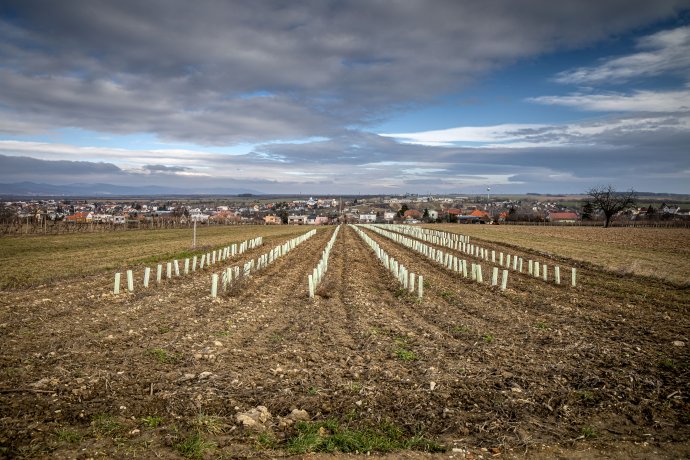Foto N - Tomáš Benedikovič