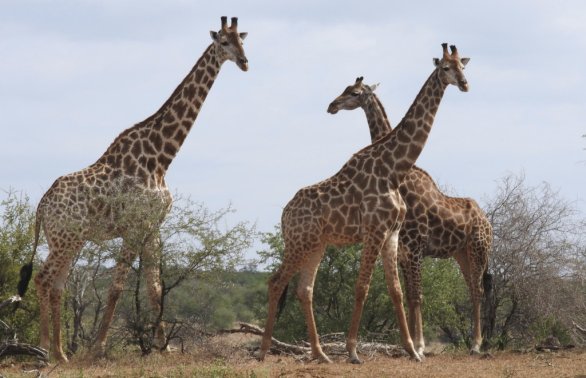 Národný park Kruger v Juhoafrickej republike. Foto - TASR/AP