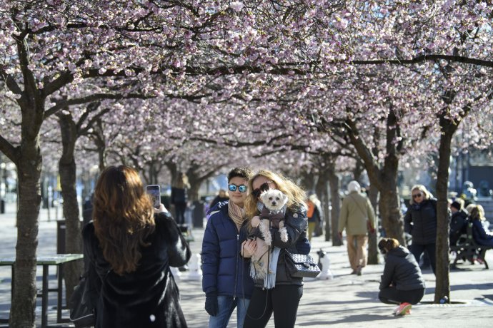 Ľudia sa fotia pod rozkvitnutými čerešňami v Štokholme. Foto - tasr/ap