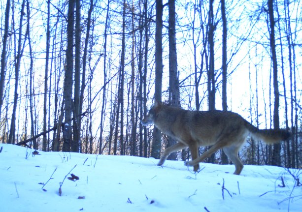 Vlk Trojnožka z Muránskej planiny na zábere z fotopasce. Foto: DIANA - Carpathian wildlife research