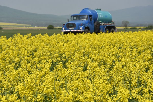Repka podľa kritikov škodí včelám, no uznávaný včelár si bez nej včelárenie ani nevie predstaviť (anketa)