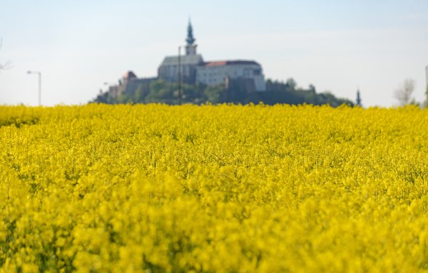 Útok ministra Mičovského na repku je omyl
