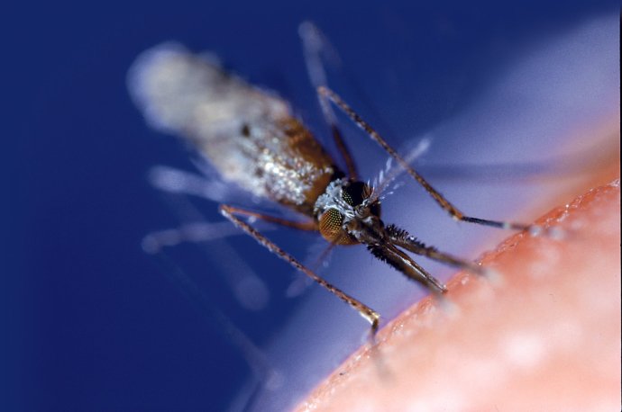 Samica komára z druhu Anopheles gambiae, hlavného prenášača malárie . Zdroj - TASR/CDC