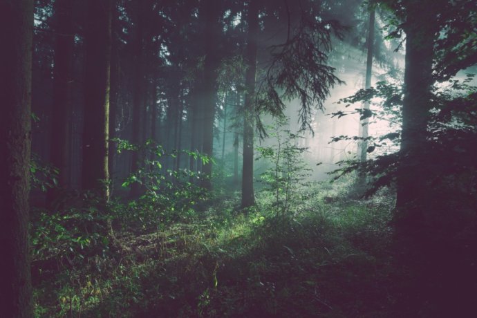 Foto - Unsplash/Sebastian Unrau