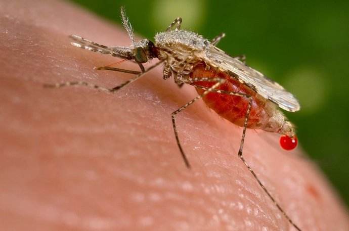Forrás - Centers for Disease Control and Prevention's PHIL/public domain