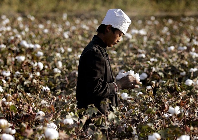 Robotník zbiera surovú bavlnu na bavlníkových plantážach. Ilustračné foto - TASR/AP