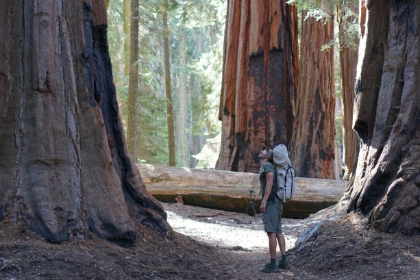 Späť v USA, Sequoia national park