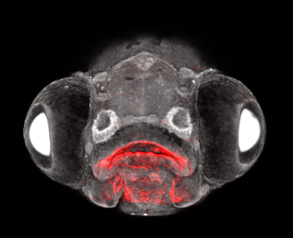 Obrázok embrya živej ryby. Príspevky endodermálnej zárodočnej vrstvy sú zobrazené červenou farbou. Zdroj – Peter Fabian